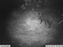 BOAR HUNT 