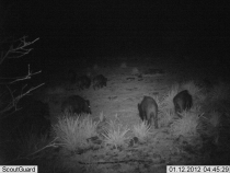 BOAR HUNT 