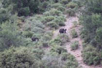BOAR HUNT 