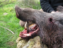 BOAR HUNT 