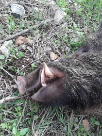 BOAR HUNT 
