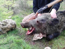 BOAR HUNT 