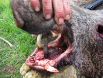 BOAR HUNT 