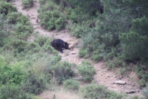 BOAR HUNT 