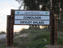 Vıldsvınejagt